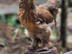 Brahma Egg Line Female