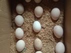 Brahma Eggs