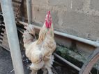 Brahma Chickens