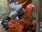 Brahma Chicken
