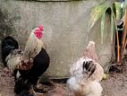 Brahma Chickens