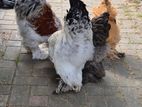 Brahma Chicken