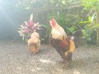 Brahma Chickens