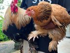 Brahma Chicken