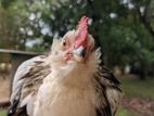 Brahma Hen