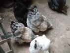 brahma