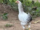 Brahma Chicken