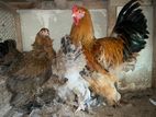 Brahma Chickens