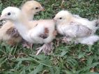 Brahma Chicks