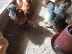 Brahma Chicken