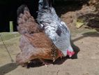 Brahma Chicken