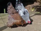 Brahma Chicken