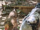 Brahma Chicks
