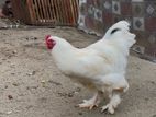 Brahma Chicken