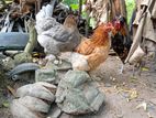 Brahma Chickens