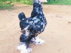 Brahma Chicken