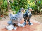 Brahma Chicks