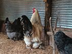 Brahma Chickens