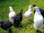 Brahma Chicken