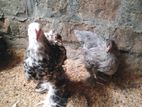 Brahma Chickens