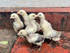 Brahma Chicks