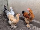 Brahma Hen