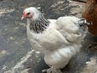 Brahma Hens