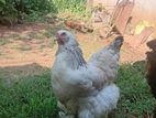 Brahma Hens