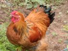 Brahma Hen