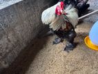 Brahma Chicken