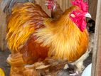 Brahma hens