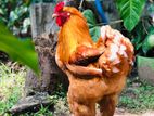 Brahma Kadaknath Chicken