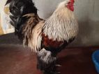 Brahma Chicken 2