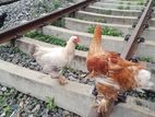 Farm Hens