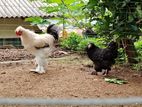 Brahma Rooster