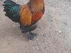 Brahma Male 02