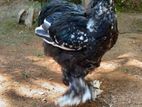 Brahma Mottled Rooster