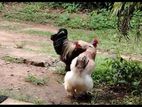 Brahma Pair