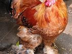 Brahma Rooster and Hen