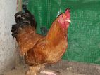 Brahma Rooster