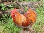 Brahma Rooster