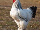 Brahma Rooster