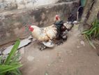 Brahma Roosters