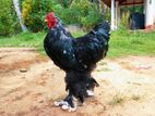 Brahma Chiken