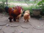 Brahman Chicks