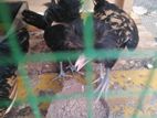Brahma Chicken