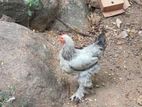 Brahma Chickens