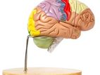 brain deluxe model