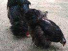 Brahma Black Morted Chicken