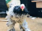 Brama Chicken